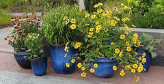 Wildflowers In Containers