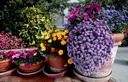 container garden ezine