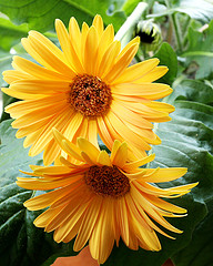 Dandy Flower House Plant