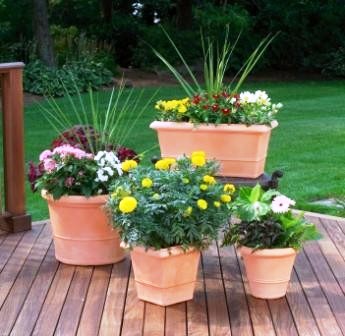 Patio Container Garden Ideas