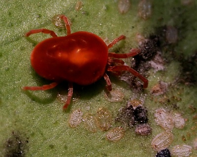 These house plant pests are arachnids, which also includes spiders, ticks, 