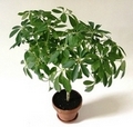 Indoor Garden Advice