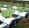 Hydroponics 		System