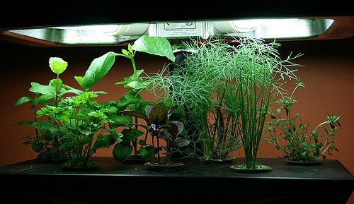 http://www.container-gardening-for-you.com/image-files/hydroponic-system-1.jpg