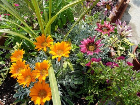 Treasure Flower Container Garden 