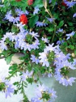 Scaevola Aemula