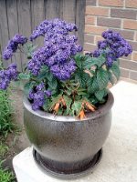 container garden ideas