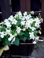 Flowering Tobacco