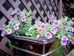 container garden ideas
