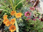 Treasure Flower Container Garden