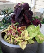 container garden ideas