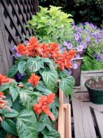 container garden ideas