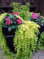 container garden ideas