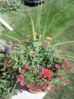 container garden ideas