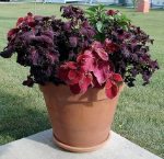 container garden ideas