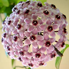 Hoya carnosa 'Rubra' 