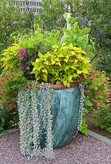 Decorative Container Garden