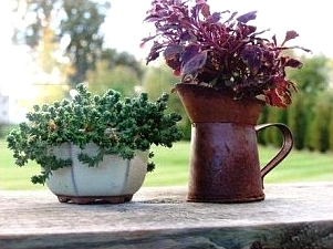 container gardening using old dishes