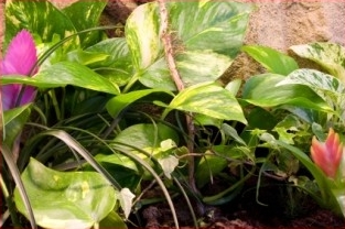 Terrarium Plants