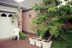 Container Garden Roses