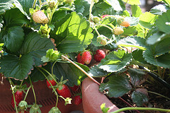 Container Garden Strawberries