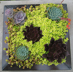 Container Garden Succulents