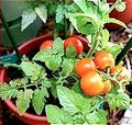 Container Garden Tomatoes