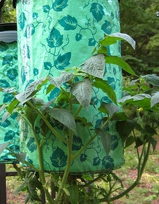 Upside Down Planter
