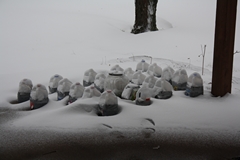 wintersowing