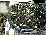 wintersowing