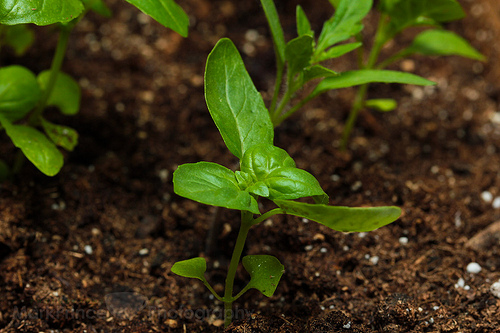 Basil is forgiving, but you still need to know the basics of basil plant care Basil is forgiving, but you still need to know the basics of basil plant care