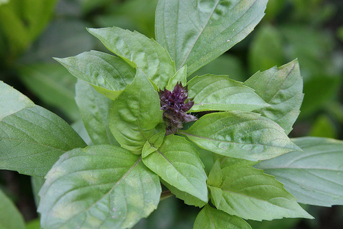 Basil varieties: cinnamon basil has the same flavinoids that the cinnamon root does Basil varieties: cinnamon basil has the same flavinoids that the cinnamon root does