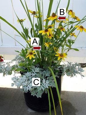 Container Gardening Ideas container gardening picture of proven winners hanging basket Container Garden Ideas Container Gardening Ideas 7 mood lifting medley Container Garden Ideas