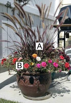 Container Ideas For Gardening go bold with rich color in container combos Container Flower Gardening Ideas Fountain Grass And Portulaca Container Ideas For Gardening beautiful container garden ideas Container Flower Gardening Ideas Fountain Grass And Portulaca