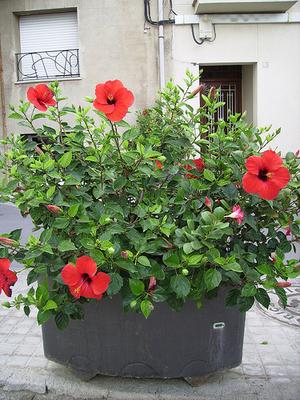 These massive flowers look almost alien in their majesty