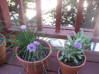 Chives, Sage. Click for full description and care advice