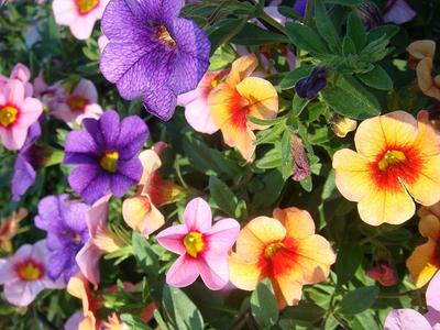 Petunias, Vinca. Click for full description and care advice
