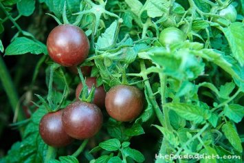David's Organic Black Cherry Tomato Seeds