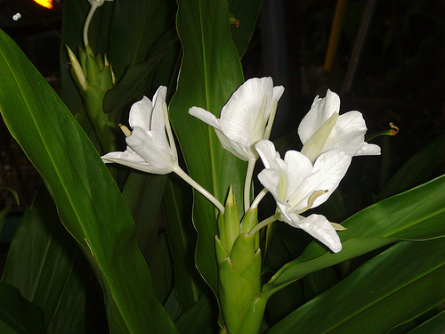 Mature ginger plants after flowering