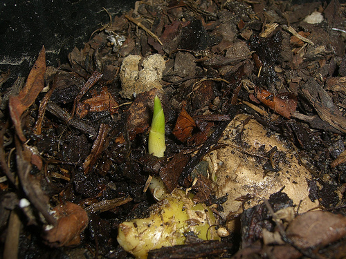 Ginger plant shoots emerging from the soil Ginger plant shoots emerging from the soil