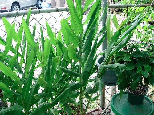 Mature ginger plants before flowering Mature ginger plants before flowering