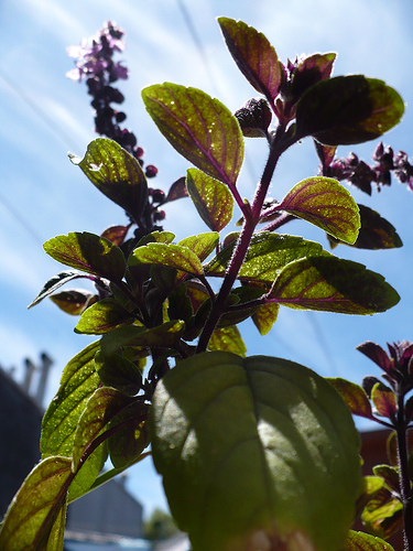 African blue basil has distinctive purple-blue flowers African blue basil has distinctive purple-blue flowers