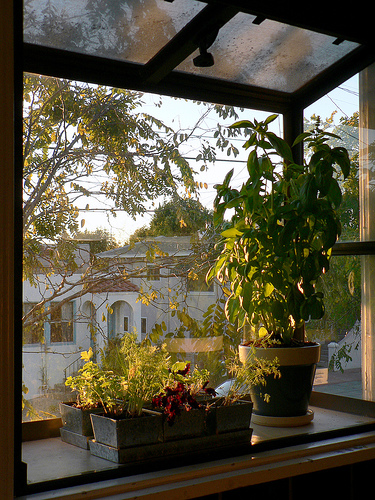 Growing basil indoors is easy. Just ensure they get enough sunlight Growing basil indoors is easy. Just ensure they get enough sunlight
