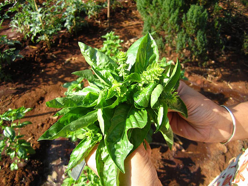 Harvesting basil: pluck the tender leaves from the top first Harvesting basil: pluck the tender leaves from the top first