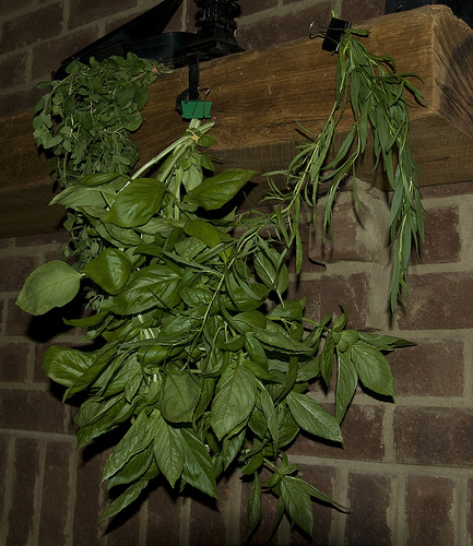 How to dry basil: use a dehydrator if you have one, or hang it upside-down in bunches How to dry basil: use a dehydrator if you have one, or hang it upside-down in bunches