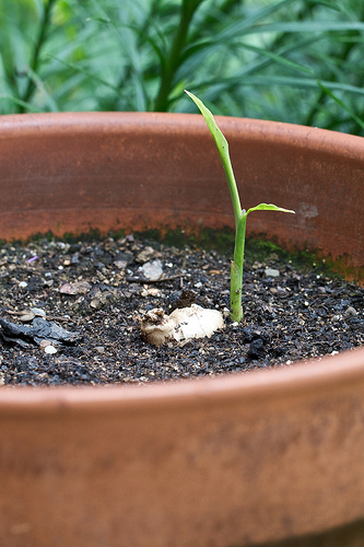 How to grow ginger root in a pot How to grow ginger root in a pot