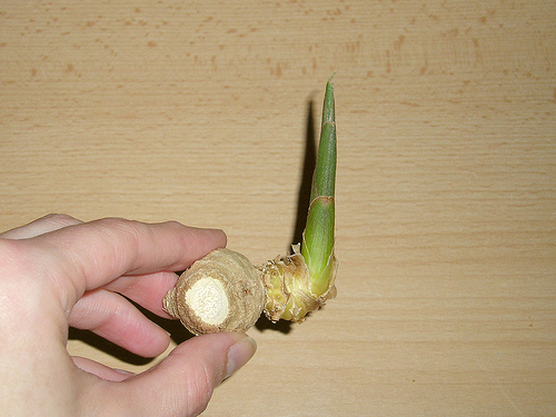 Select a piece of ginger root with a bud to restart the growing process Select a piece of ginger root with a bud to restart the growing process