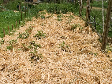 Growing potatoes in straw Growing potatoes in straw