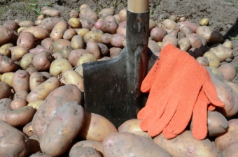 How to grow potatoes: harvesting your crop is very satisfying! How to grow potatoes: harvesting your crop is very satisfying!