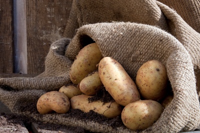 Store your potatoes for the winter in a cool, dark place, and weed out any softening ones Store your potatoes for the winter in a cool, dark place, and weed out any softening ones
